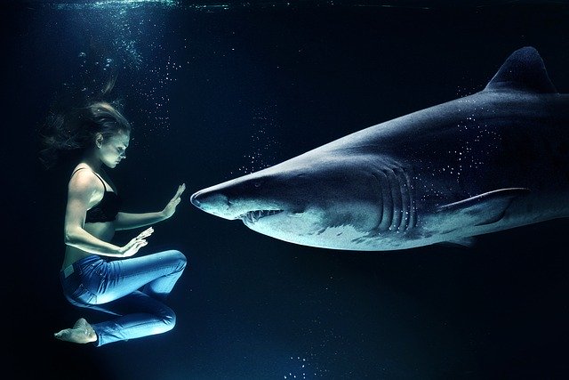 sharkclix review is it scam or legit. A great white shark and a woman under water.